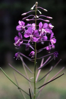 Epilobium angustifolium
